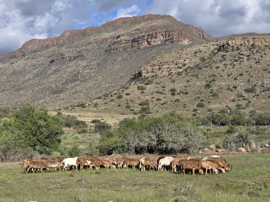 0 Bedroom Property for Sale in Middelburg Rural Eastern Cape